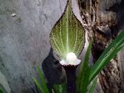 Arisaema sikokianum